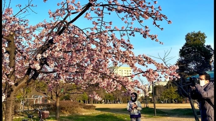 色んな風景～河津桜～