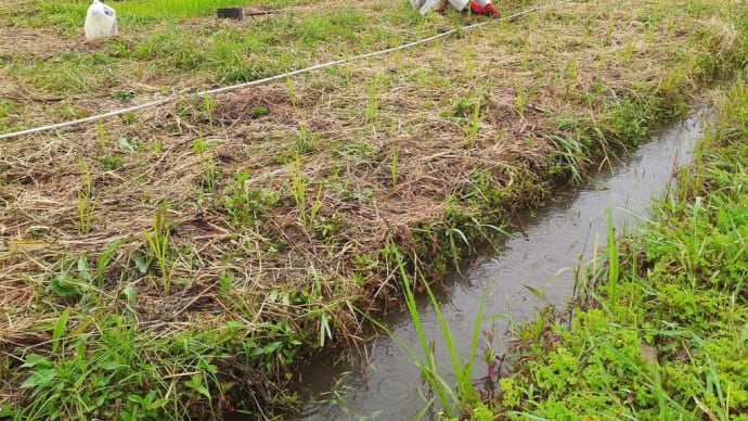 自然農稲作教室　田植え　6/8～9  大豆種降ろし　ライ麦収穫