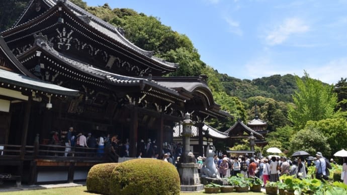 京都・三室戸寺の紫陽花　人気の観光スポット