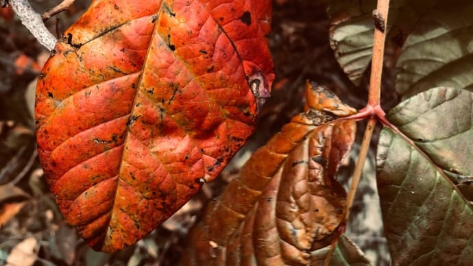 紅葉と温泉