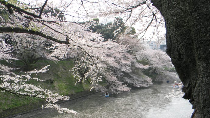 花粉症、花粉が本当の原因か