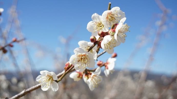 梅撮り　三原市　西野梅林