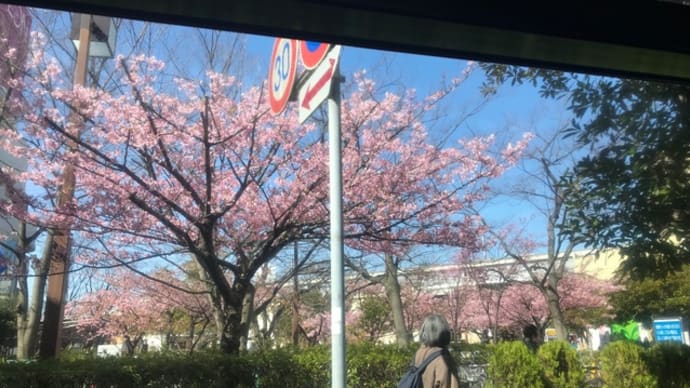 稲毛海岸のマリンピアに河津桜が咲きました！