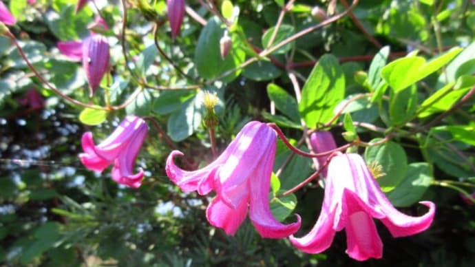 赤い花 白い花 （６月の花）