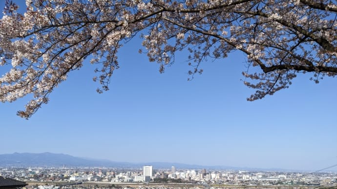 観音山の桜