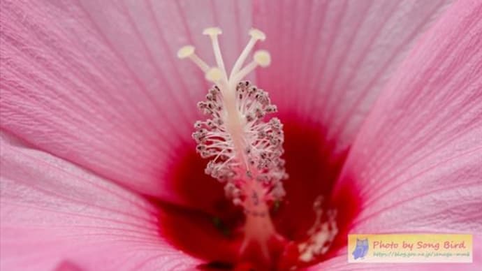 アメリカ芙蓉と「米騒動」