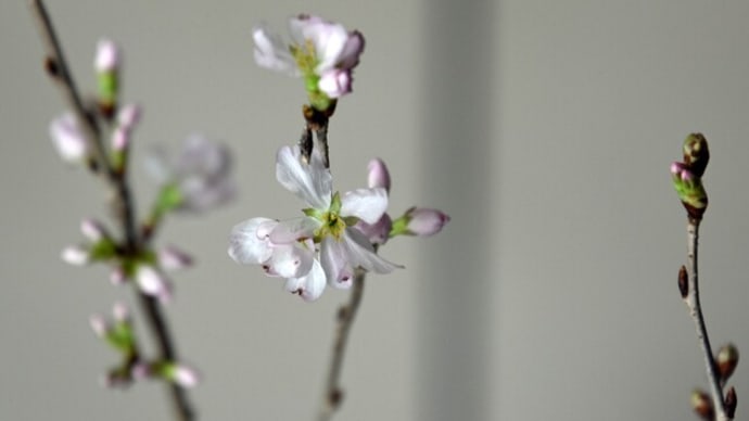 我が家の梅と桜が咲いた！