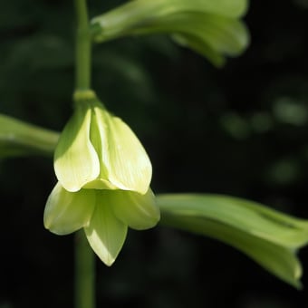 ★里山の夏の植物　2024