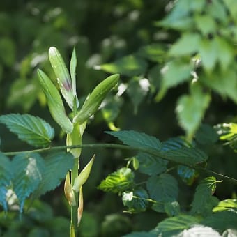 ★里山の夏の植物　2024