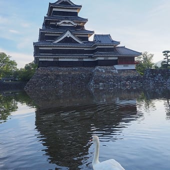 ★欅の木の根元のどでかいサルノコシカケとダンゴムシ・松本城　2024