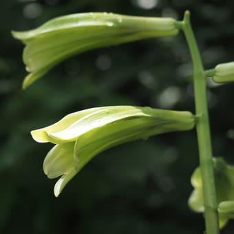 ★里山の夏の植物　2024