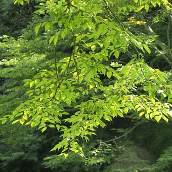 ★里山の夏の植物　2024