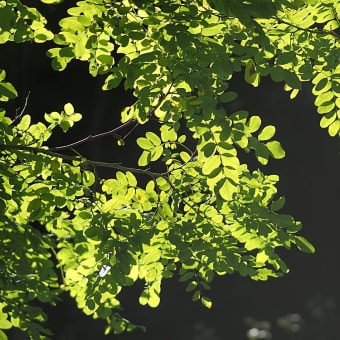 ★里山の夏の植物　2024