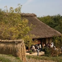 マユミ&群れメジロの姿、ドキドキ眺め　(KK楽園)岐阜県各務原市