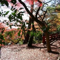 紅葉&野生リスの姿、ドキドキ眺め　B公園(岐阜県岐阜市)