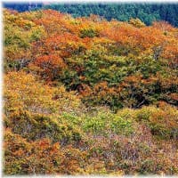 大山の紅葉・・・2024