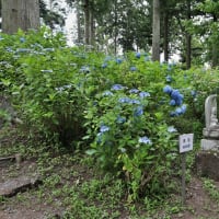 少し早めの深妙寺のアジサイ　其の1（2024年07月08日　月　薄晴れ　Canon5DⅣ1740F4）