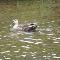 金木犀香る季節のカワセミなどの野鳥