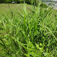 【長峰山】花と虫 6月号 ～「蝶の森」の遊歩道で～