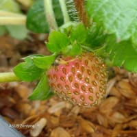 🚿今日の菜園👀🌱📝