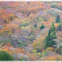 大山の紅葉・・・2024