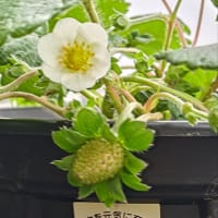 🚿今日の菜園👀🌱📝