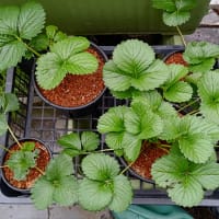 🚿今日の菜園👀🌱📝