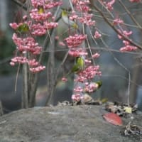 マユミ&群れメジロの姿、ドキドキ眺め　(KK楽園)岐阜県各務原市