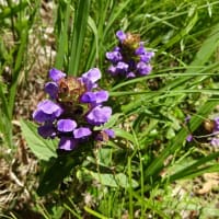 【長峰山】花と虫 6月号 ～「蝶の森」の遊歩道で～