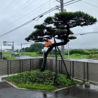 雨上がりの日曜日の朝