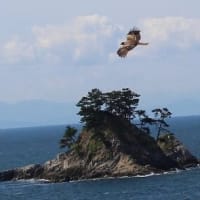 大空＆小島＆飛ぶトビの姿、ドキドキ眺め　(H島、愛知県知多郡南知多町)