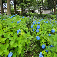 少し早めの深妙寺のアジサイ　其の1（2024年07月08日　月　薄晴れ　Canon5DⅣ1740F4）