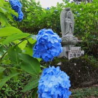 少し早めの深妙寺のアジサイ　其の1（2024年07月08日　月　薄晴れ　Canon5DⅣ1740F4）