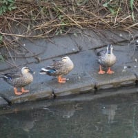 素速く飛ぶ、 「ヒスイ」、「青い宝石」と呼ばれる、カワセミの姿、ドキドキ眺め　(　岐阜県美濃地方　)