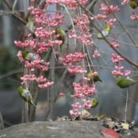 マユミ&群れメジロの姿、ドキドキ眺め　(KK楽園)岐阜県各務原市