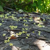 【長峰山】花と虫 6月号 ～「蝶の森」の遊歩道で～