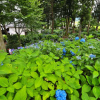 少し早めの深妙寺のアジサイ　其の1（2024年07月08日　月　薄晴れ　Canon5DⅣ1740F4）