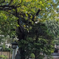 今週の鳥越神社