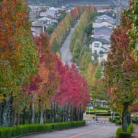 桂坂公園の紅葉が始まりました