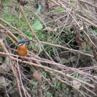 カワセミなどの野鳥