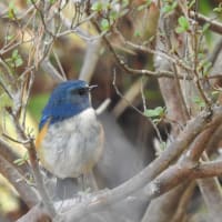 ＊ 生クリームたっぷりのロールケーキとルリビタキさん🐦