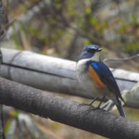 ＊ 生クリームたっぷりのロールケーキとルリビタキさん🐦