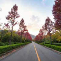 桂坂公園の紅葉が始まりました