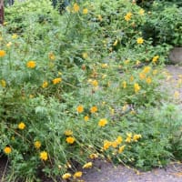 散歩道　タカラデランタの花たち　　33