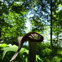 【長峰山】花と虫 6月号 ～「蝶の森」の遊歩道で～