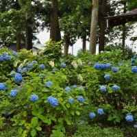 少し早めの深妙寺のアジサイ　其の1（2024年07月08日　月　薄晴れ　Canon5DⅣ1740F4）