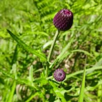 【長峰山】花と虫 6月号 ～「蝶の森」の遊歩道で～