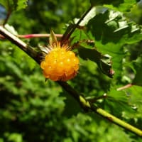 【長峰山】花と虫 6月号 ～「蝶の森」の遊歩道で～