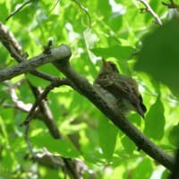 キビタキ　巣立ち雛