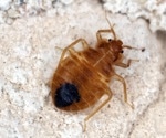 Rising bed bug insecticide poisonings demand safer pest control methods, French study reveals